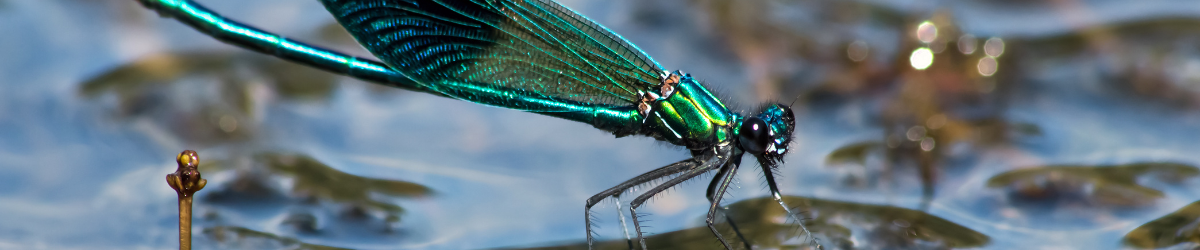 Environmental stewardship photo